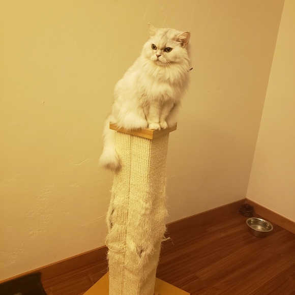 Meet your Posher, John - Picture 1 of 1